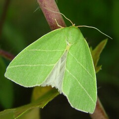 Bena bicolorana