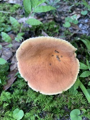 Lactifluus hygrophoroides