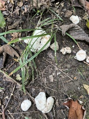 Entoloma abortivum