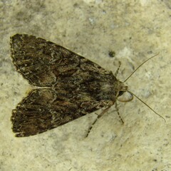 Mniotype adusta