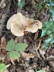 Paxillus involutus