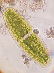 Netrium digitus