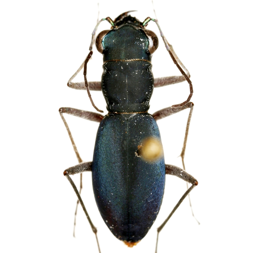 Gulf Prairie Tiger Beetle