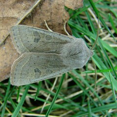 Orthosia gracilis