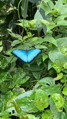 Morpho helenor