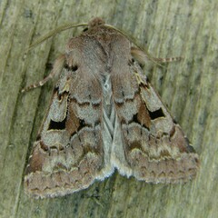 Orthosia gothica
