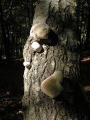 Inonotus