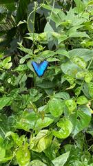 Morpho helenor