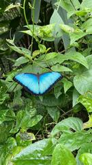 Morpho helenor
