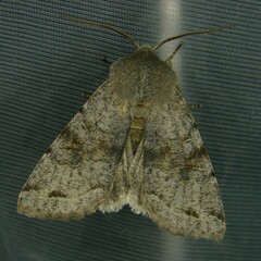Orthosia incerta