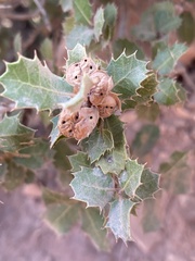 Plagiotrochus quercusilicis