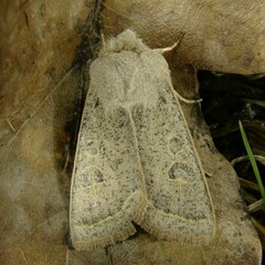 Orthosia gracilis