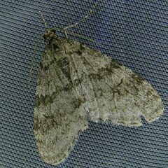 Trichopteryx carpinata