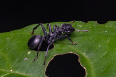 Cephalotes