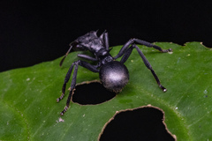 Cephalotes