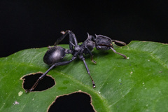 Cephalotes