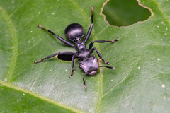 Cephalotes