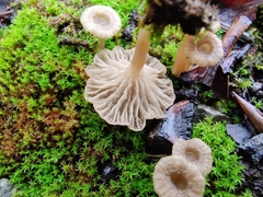 Arrhenia rickenii