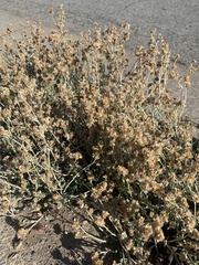 Helichrysum luteoalbum