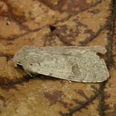 Orthosia populeti