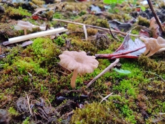 Arrhenia rickenii