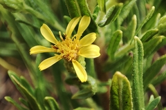 Dittrichia viscosa