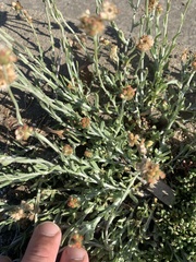 Helichrysum luteoalbum