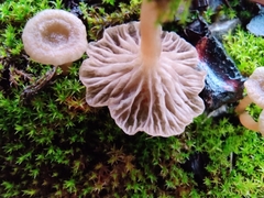 Arrhenia rickenii