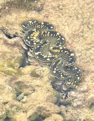 Tridacna maxima