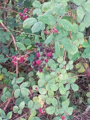 Rubus