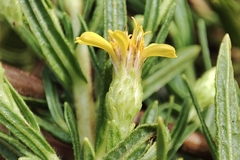 Dittrichia viscosa