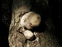 Inonotus