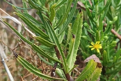 Dittrichia viscosa