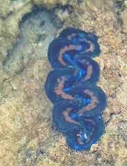 Tridacna maxima
