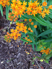 Asclepias tuberosa