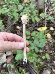 Macrolepiota procera