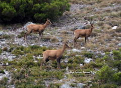 Rupicapra pyrenaica parva