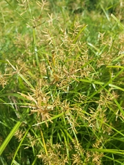 Cyperus