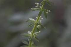 Galium verrucosum