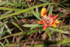 Pultenaea robusta