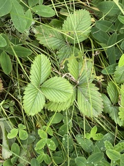 Fragaria viridis