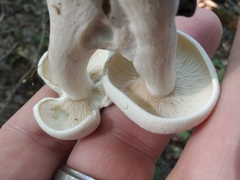Leucocybe connata