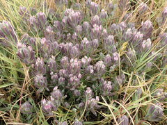 Chloropyron maritimum palustre