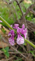 Stachys grandidentata