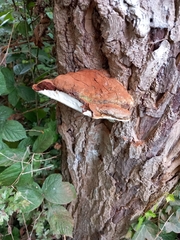 Ganoderma applanatum