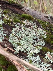 Myelochroa aurulenta