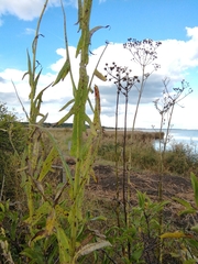 Sonchus palustris