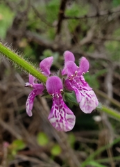 Stachys grandidentata
