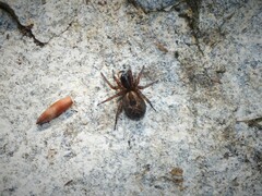 Amaurobius