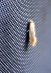 Tinea semifulvella